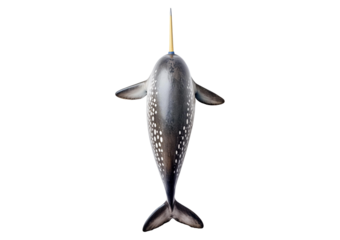 Narwhal, Monodon monoceros isolated on white background