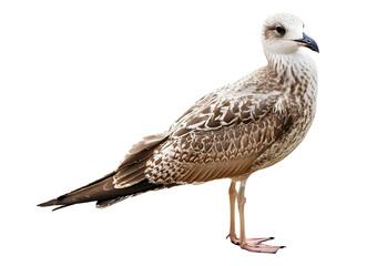 seagull isolated on white