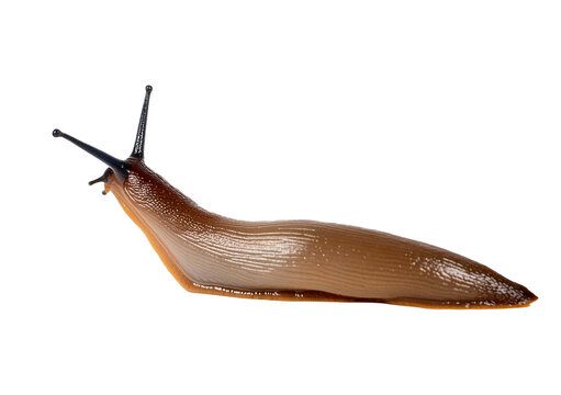 slug isolated on white