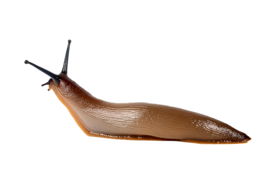 slug isolated on white