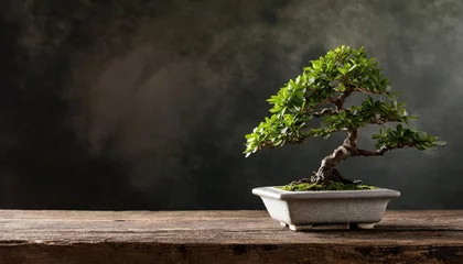  bonsai tree on rustic table © Marko