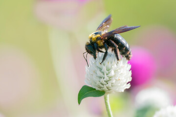 花の蜜を吸う二ホンミツバチ, グローブ・アマランス