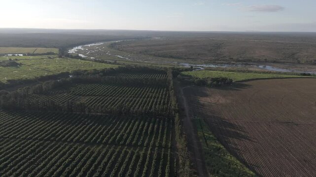 Slow drone flight reveals contrasting green waves of sugarcane and pepper farms with trees bordering the Kruger National Park. South Africa.