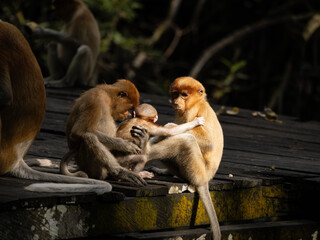Proboscis Monkey playing. The proboscis monkey (Nasalis larvatus) or long-nosed monkey is an arboreal Old World monkey with an unusually large nose, a reddish-brown skin color and a long tail.