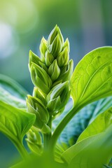 A close-up shot of a plant with green leaves, ideal for use in botanical or educational contexts