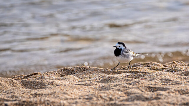 The white wagtail or aguzanieves, popularly known as snowbird, pitita, pipita or pespita