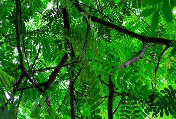 Beautiful leaves and yellow flowers of tamarind tree in the garden.