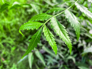 Closeup nature scene with green nym leaves and background.