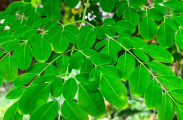 Fresh green leaves under a sunny blue sky.