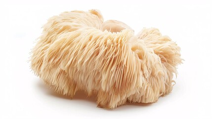 White background with solitary lion mane fungus.
