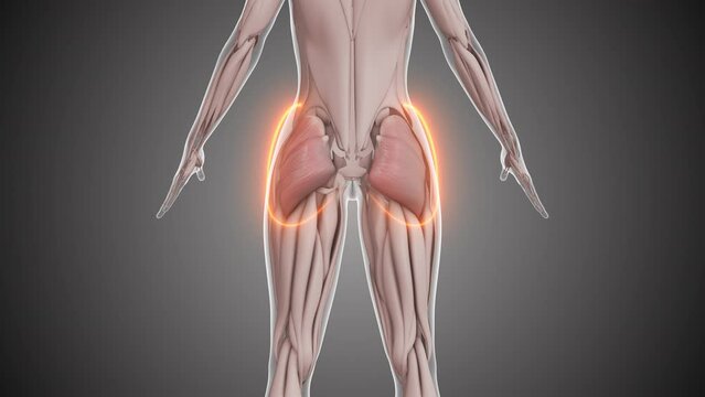 Animation of the gluteus muscles