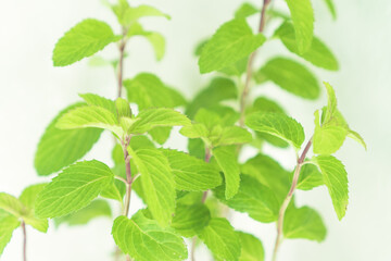 ライトグリーンのミント_4