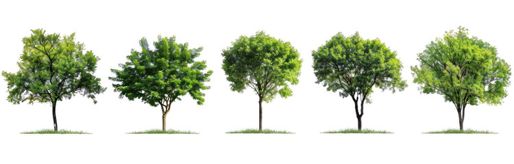 Set trees, tree colocation, png on a transparent background