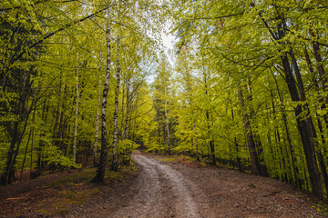 road in the forest