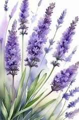 Obraz premium Lavender watercolor background. Delicate flower bouquet on a white background. Spring-summer banner template