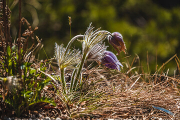 flower in the grass