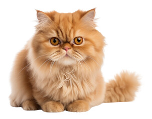 PNG Persian cat mammal animal kitten.