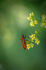 Striped bug, red and black stripes