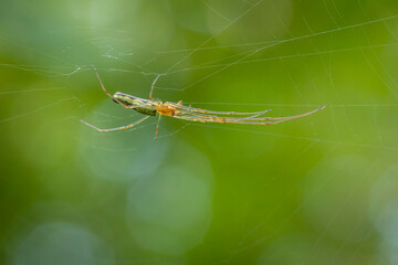 Long jawed orb weaver in the net