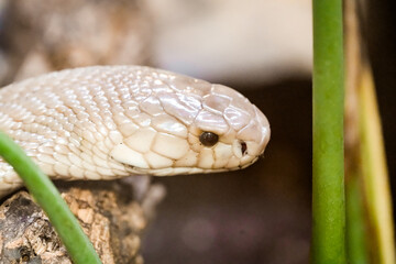 Head of a light-skinned snake. Close-up of the reptile.
