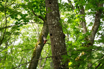 Spotted woodpecker on a tree near the nest.