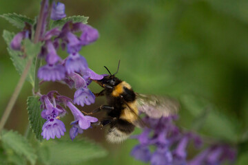 Closeup of the brown banded bumblbee Bombus pascuorum