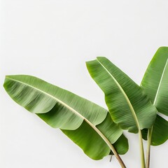Obraz premium Banana leaf isolated on white background