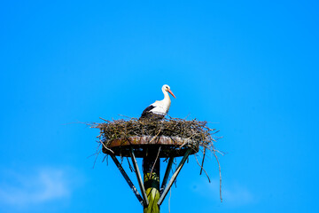 Stork in the nest with a blue sky in the background. Bird with black and white plumage in the nest.
