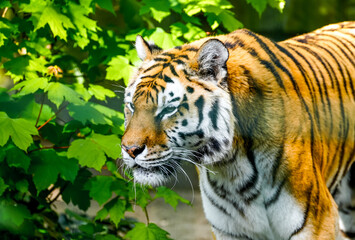 Portrait of a tiger. Animal in close-up. Panthera tigris.

