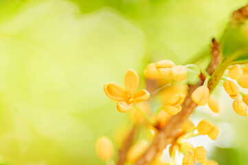 キンモクセイの花のアップ