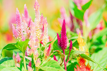 赤いケイトウの花