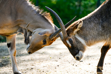 Fight between an antelope and a waterbuck. Fighting animals.  © Elly Miller