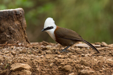 White crested laughingthrush bird resting in its habitat