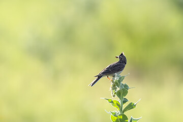 A Eurasian skylark sits atop a green plant and holds an insect in its beak toward the camera lens on a sunny summer evening.	