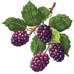 Fototapeta premium Illustration of Ripe Blackberries with Leaves 