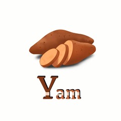 Fruit and vegetable alphabet. Y Yam Alphabet A To Z With Details and white background For School And Tuition Students.