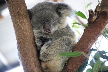 Obraz premium koala in tree