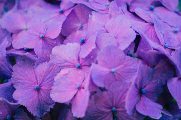 小平あじさい公園に咲くあじさい