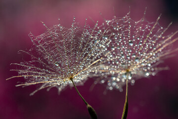 Dmuchawce i krople. © mycatherina