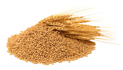 PNG Wheat food seed white background.