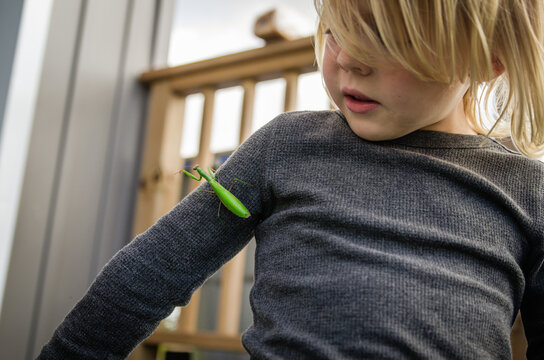 Child observing a green praying mantis on their sleeve