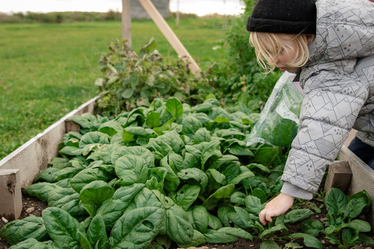 Child picking spinach in a raised garden bed, wearing a winter jacket