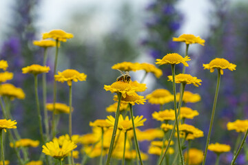 Bright Yellow Flowers The Summer