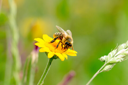 a bee on a bright yellow flower collects nectar, sunny day