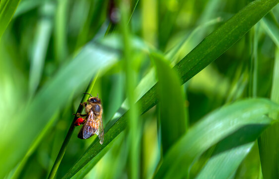 a honey bee with red pollen on its legs sits on the grass