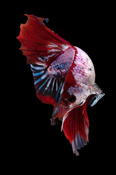 Colorful betta fish in black background