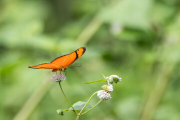orange butterfly standing on white flowers