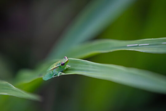 glass frog on a long leaf