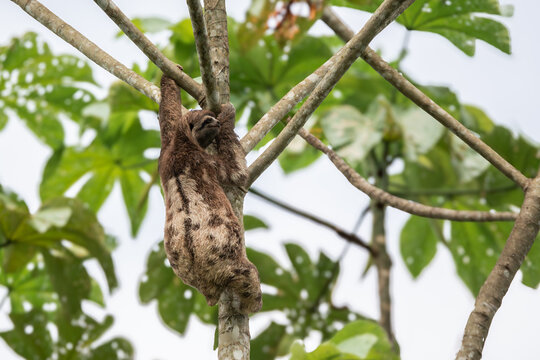 female sloth bear hanging from a branch of a tree in Yarumo