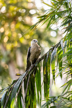 Squiggle hawk perched on a branch in the Amazon